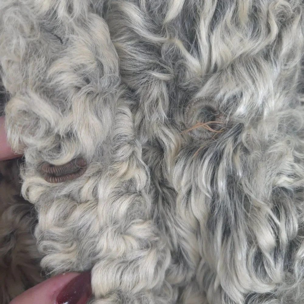 Vintage 50s Curly Lamb Mongolian Fur Coat Beige Gray Womens M Jordan Marsh - Picture 10 of 13